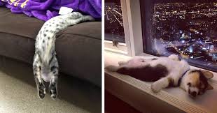 Incredibly Cute Animals Prove They Can Sleep Anywhere